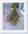 Supersize me - daffodils US-style